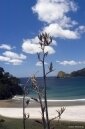 Great Barrier Island