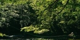 Trout fishing in Taupo